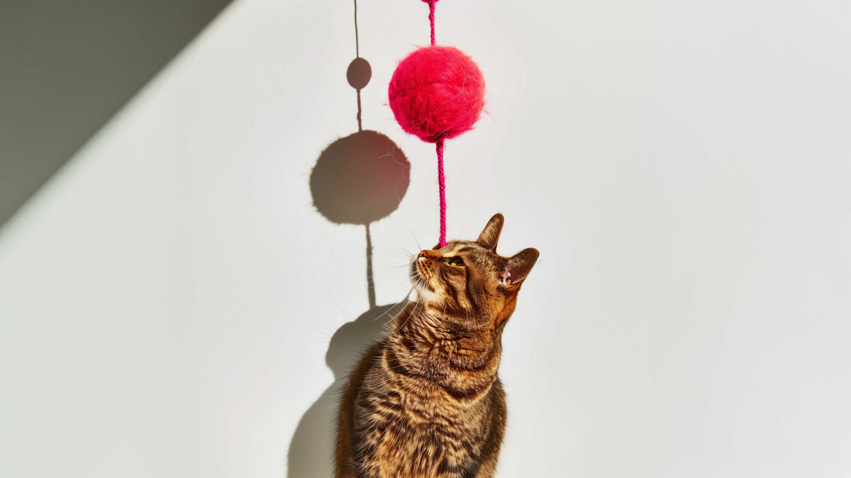 Cat Toys