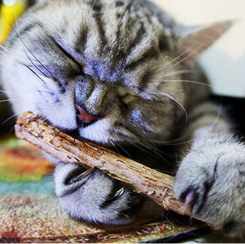 Mistpaw™ Natural Dental Fruit Chew Stick toy