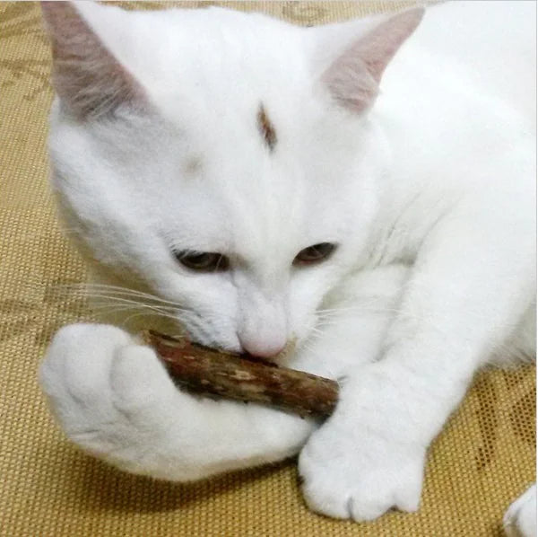 Mistpaw™ Natural Dental Fruit Chew Stick toy