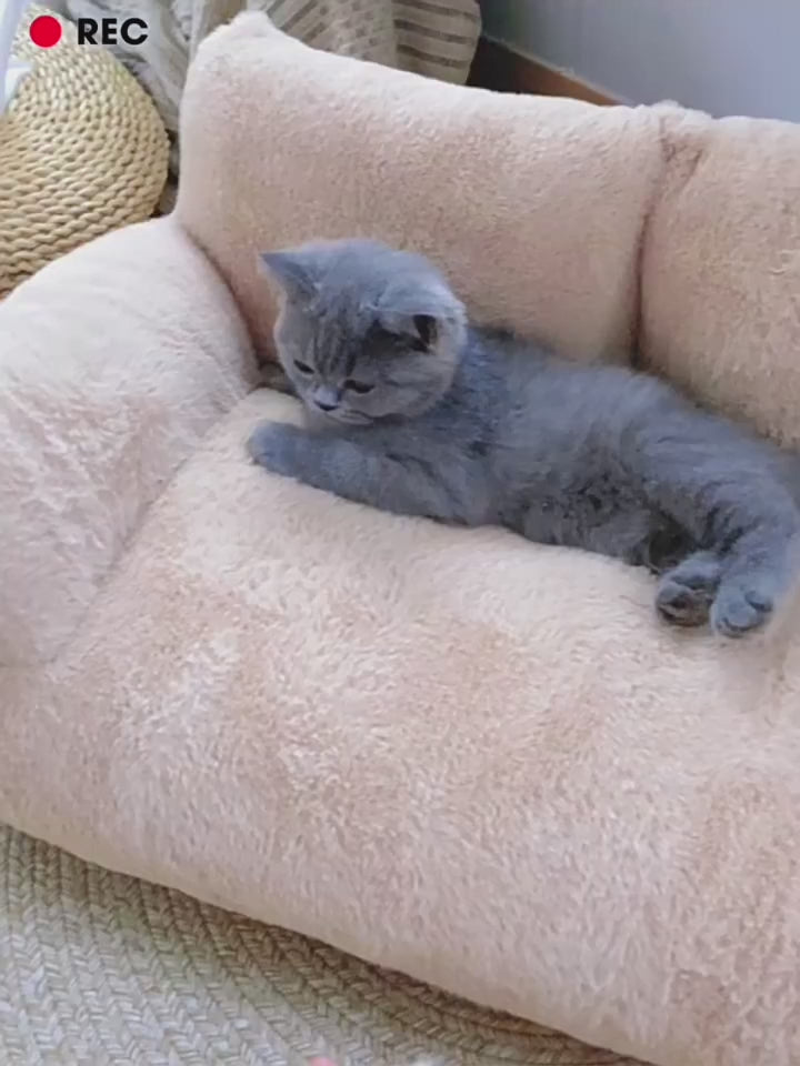 Mistpaw™ Luxury Cat Bed Sofa